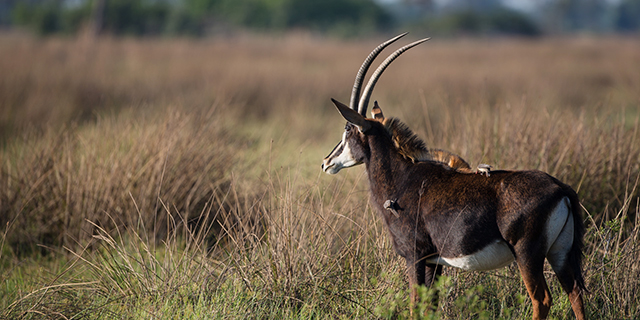 Sable in the Okavango Delta - Sable Research in the Okavango Delta | Best Luxury African Safaris | Classic Africa