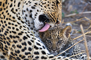 Leopard Mother with Cub - Luxury Southern African Safaris