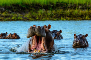 Luxury Zimbabwe Safaris - Hippos in the Matusadona National Park