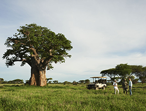 Luxury Zimbabwe Safaris - Singita Pamushana Game Drive