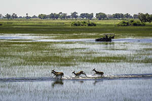 Luxury Botswana Safaris - Lechwe in the Okavango Delta
