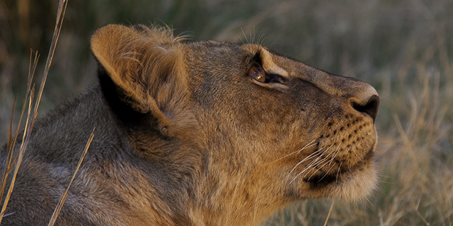 Luxury  African Safari Tour Operator - Lioness in the Kalahari