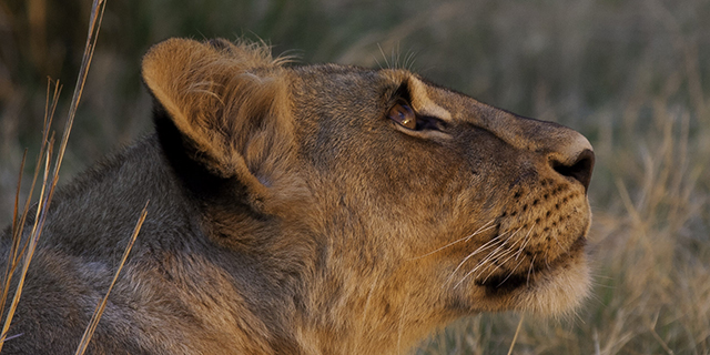 Luxury African Safari Tour Operator - Lioness in the Kalahari