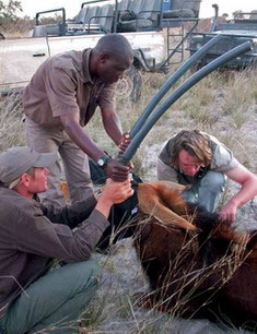 Darted sable in the Okavango Delta - | Best Luxury African Safaris | Sable Research in the Okavango Delta | Best Luxury African Safaris | Classic Africa | Classic Africa