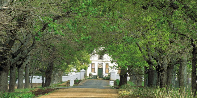 South Africa Luxury
Safari Tours - South Africa Safari Packages - Cape Dutch Vineyard