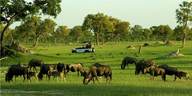 Safari game-drive in Hwange Park - Abundant Wildlife | Southern African Safaris | Classic Africa