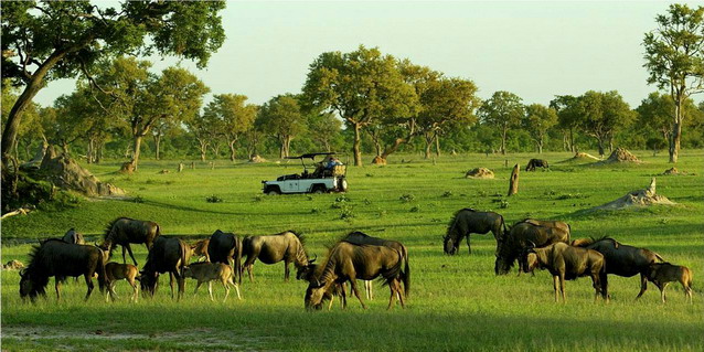 Safari game-drive in Hwange Park - Abundant Wildlife | Southern African Safaris | Classic Africa