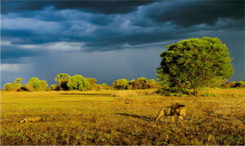 Lion on the Busanga Plains - Lion Research in Kafue National Park |  Best Luxury African Safaris | Classic Africa - Best Luxury African Safaris