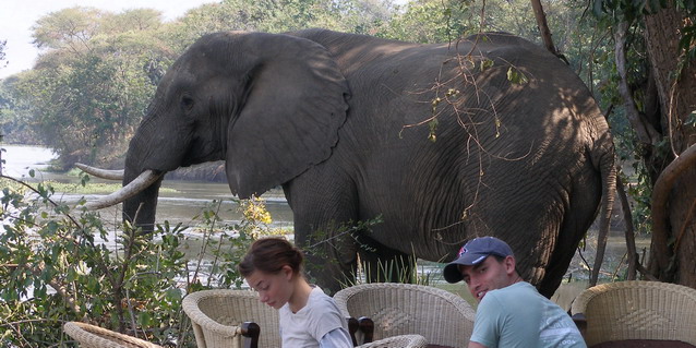 Elephant in Safari Camp - Best Luxury African Safaris in Southern Africa | Client Feedback | Classic Africa