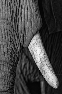 Black and White Elephant Photography - Luxury Afriacn Safaris