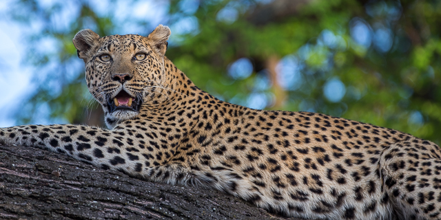 Leopard in tree