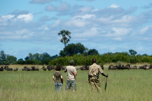 jao camp botswana luxury safaris