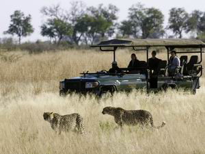 selinda camp luxury safari