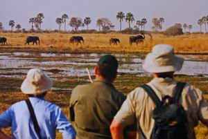 selinda camp safari chobe park