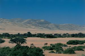 damaraland camp safari