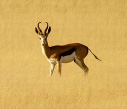 damaraland camp namibia luxury safaris