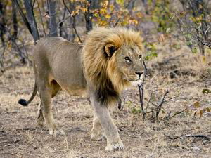 ongava private game reserve namibia luxury safaris