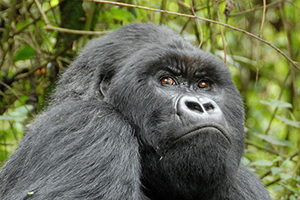 Gorilla