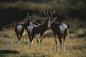 bushman's kloof wilderness reserve safari south africa