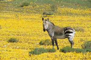 bushman's kloof wilderness reserve safari cederberg mountains