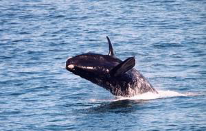 whale rock lodge safari south africa