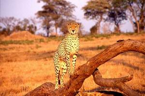 madikwe hills lodge safari