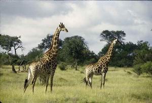 madikwe hills lodge luxury safari