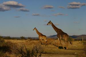 mateya safari lodge luxury safari