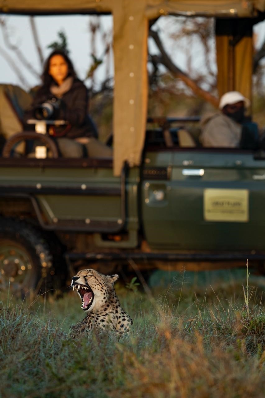 Cheetah on game-drive Cheetah on game-drive