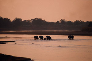 nsefu camp luxury safari