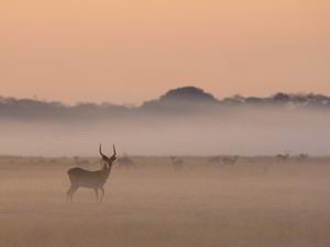 busanga bush camp luxury safari