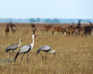 shumba camp safari