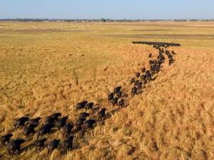 shumba camp luxury safari