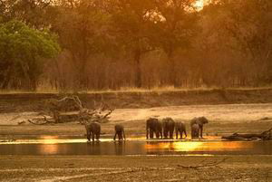 tafika camp south luangwa luxury safari