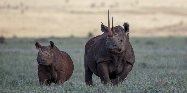 Rhino mother and calf