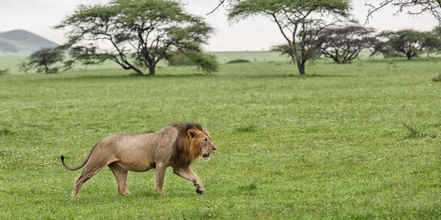 Male lion near Amboseli Park
