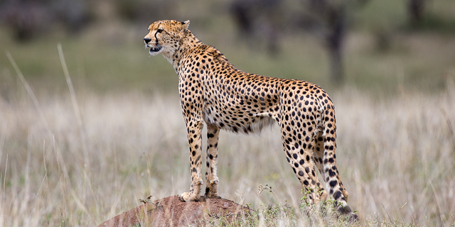 Cheetah hunting