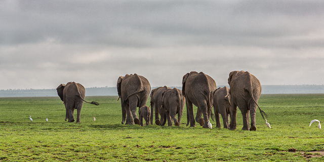 Elephant herd