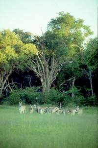 Wilderness Dawning Safari | Luxury African Safari Vacations | Classic Africa - Luxury African Safaris