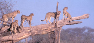 Luxury African Safaris - Wilderness Dawning Safari | Luxury African Safari Vacations | Classic Africa