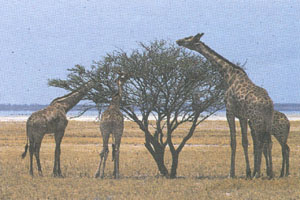 Luxury African Safari Vacations | Wilderness Dawning Safari | Classic Africa