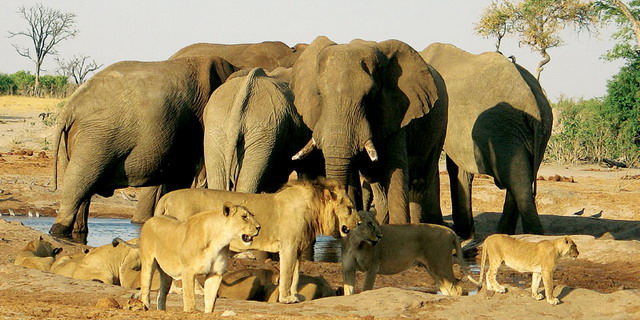 Wilderness Dawning Safari | Luxury African Safari Vacations | Classic Africa