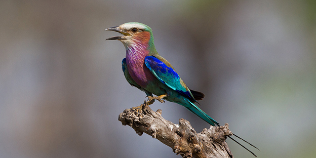 bird2_PierreFaber_640x320