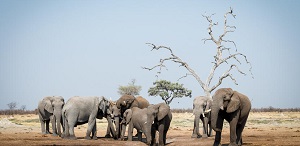 Luxury African Safaris - Wilderness Dawning Safari | Luxury African Safari Vacations | Classic Africa