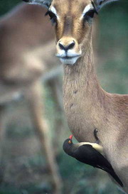 Luxury Southern African Safaris - Oxpeckers and Wildlife Symbiosis