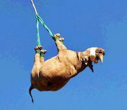 Namibia Rhino Conservation - Luxury Desert Rhino Camp Safaris