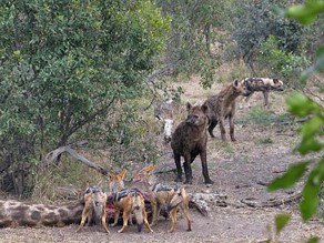 Lone Wild Dog at Mombo Camp - Luxury Okavango Delta Safaris