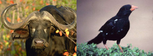 Buffalo and Buffalo Weaver - Luxury Southern African Safaris
