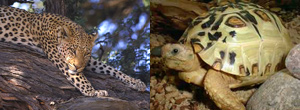 Luxury African Safaris - Leopard and Leopard Tortoise