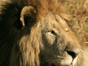 Kafue Lion Project - Luxury Zambia Safaris